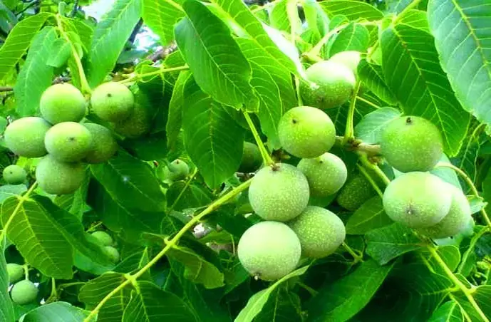 نهال گردو