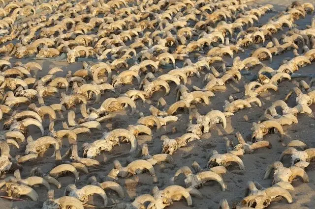 کشف هزاران سر قوچ مومیایی‌شده