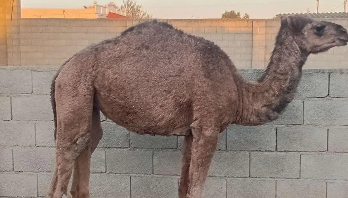 IMAGE 2025-11-10 14_00_52