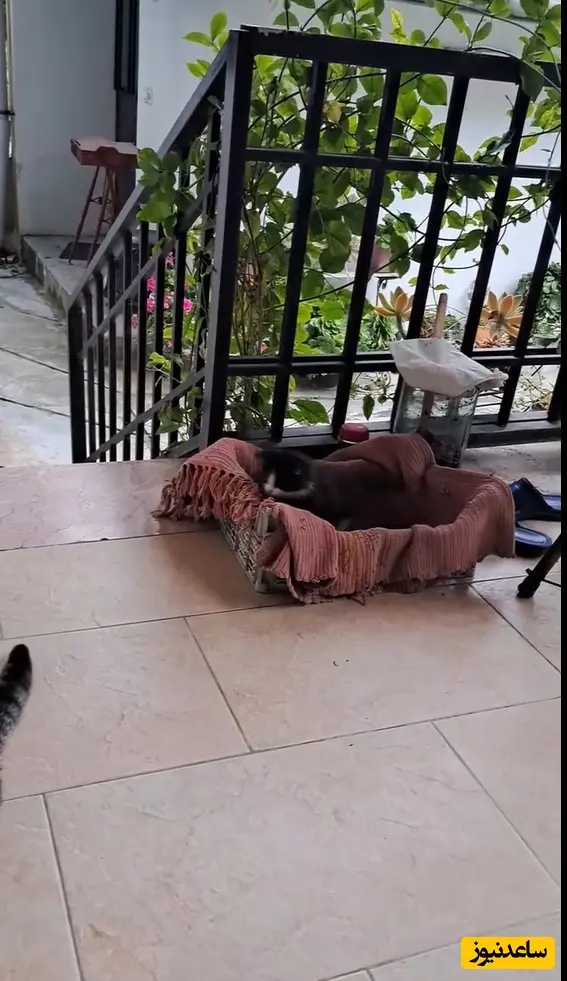 چیدمان منزل سیاوش خیرابی