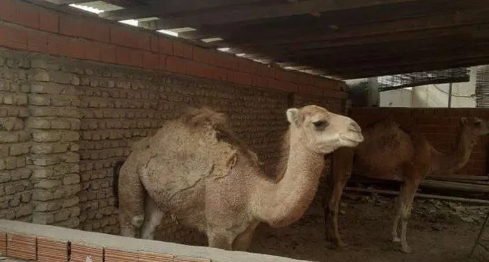 IMAGE 2025-11-10 14_00_51