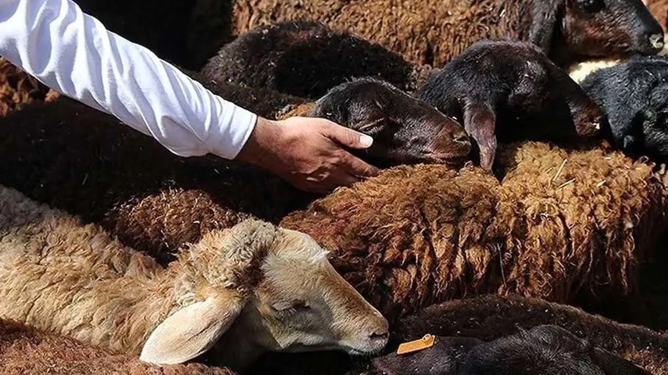 قیمت دام زنده ۲۴ دی ۱۴۰۳/گوسفند و گوساله در کدام استانها گران شدند؟ +جدول