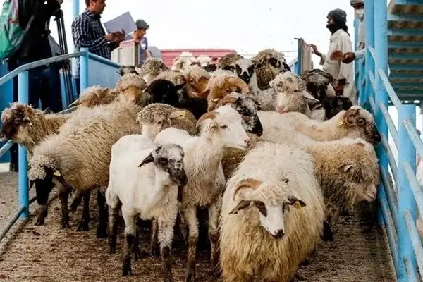 قیمت دام زنده امروز ۱ شهریور ۱۴۰۳