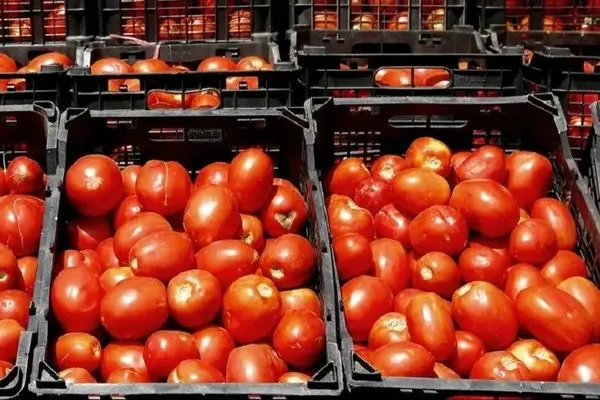 گوجه فرنگی دیگر در سفره نیست؛ قیمت‌ها رکورد زد!