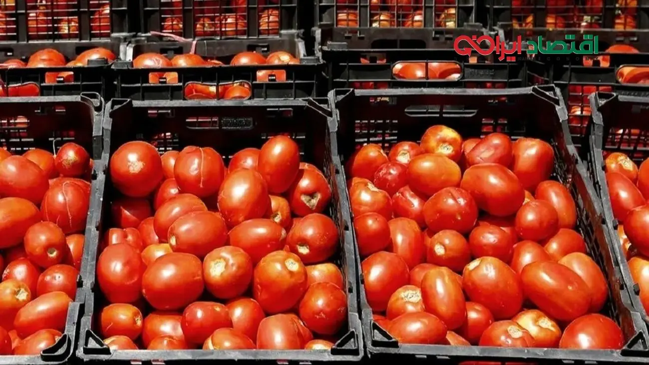 گوجه فرنگی دیگر در سفره نیست؛ قیمت‌ها رکورد زد!