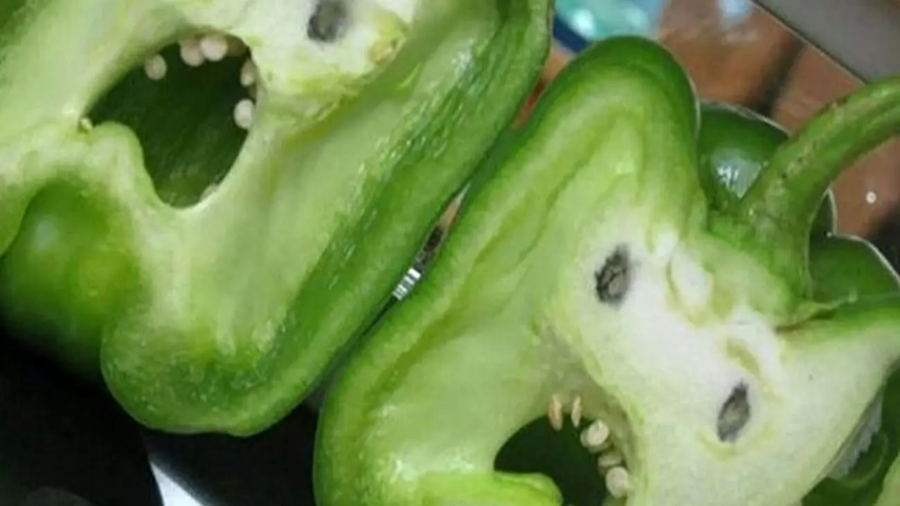 گزارشی عجیب و واقعی درباره جیغ کشیدن گیاهان