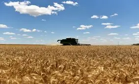 خبر جدید از زمان اعلام نرخ خرید تضمینی گندم 