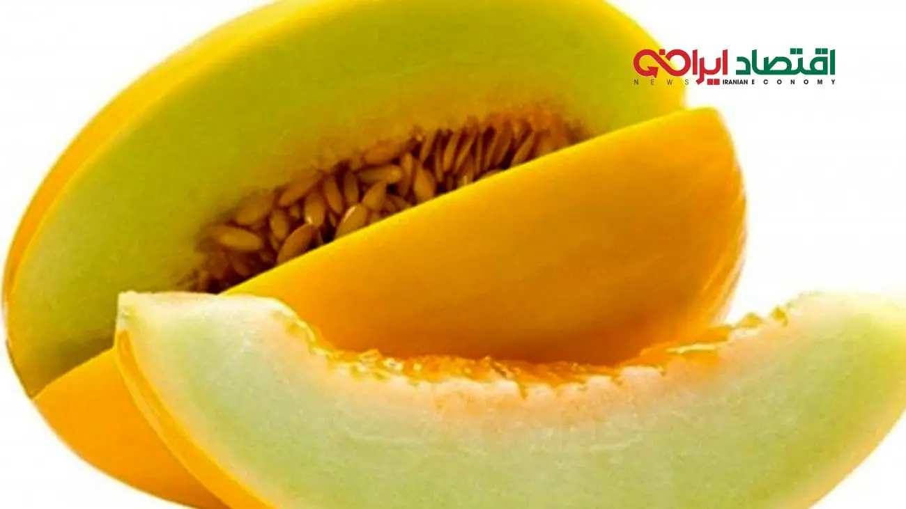 شگفتی در بازار کاشان؛ خربزههای ۲۵ کیلویی +تصاویر