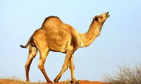 قیمت گوشت شتر نجومی شد /مراقب باشید به جای گوشت شتر به شما گوشت گوساله نیندازند!