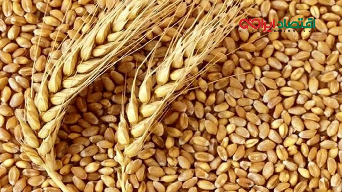 خبر جدید برای گندمکاران/ قیمت جدید گندم بالاخره مشخص شد؟