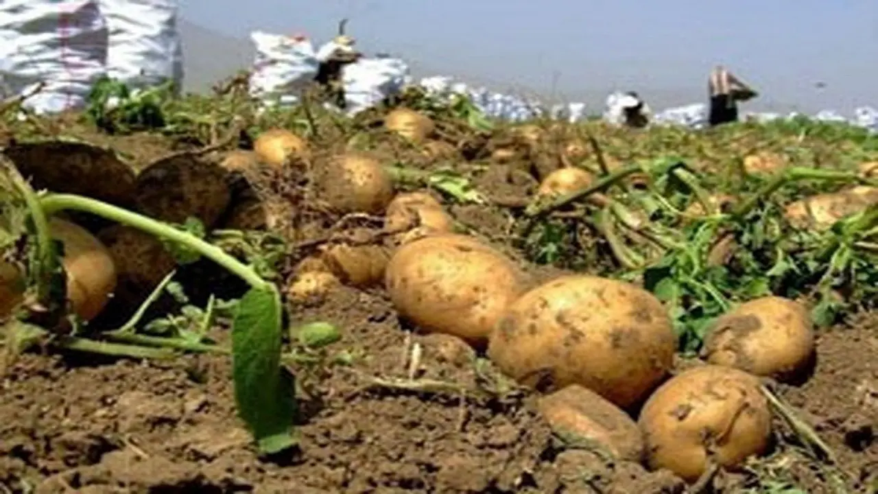 سیبزمینی گران می شود؟