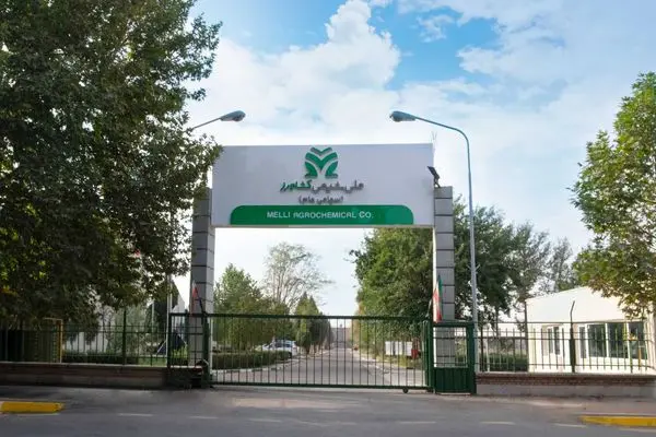 شملی در دو روز پیاپی با صف خرید روبه‌رو شد
