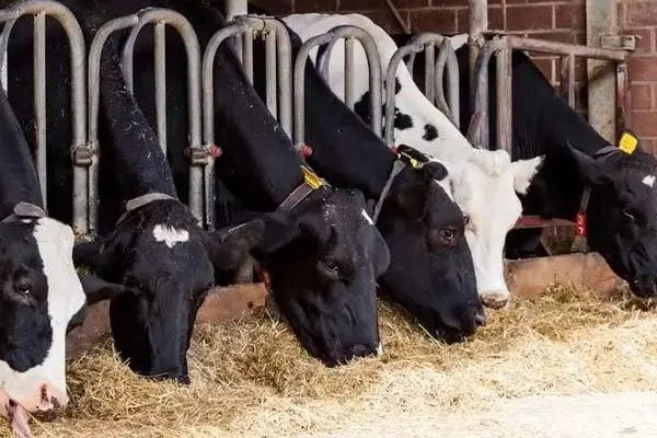 ورود جدی تنظیم بازار برای کنترل قیمت دام؛ واردات آزاد شد