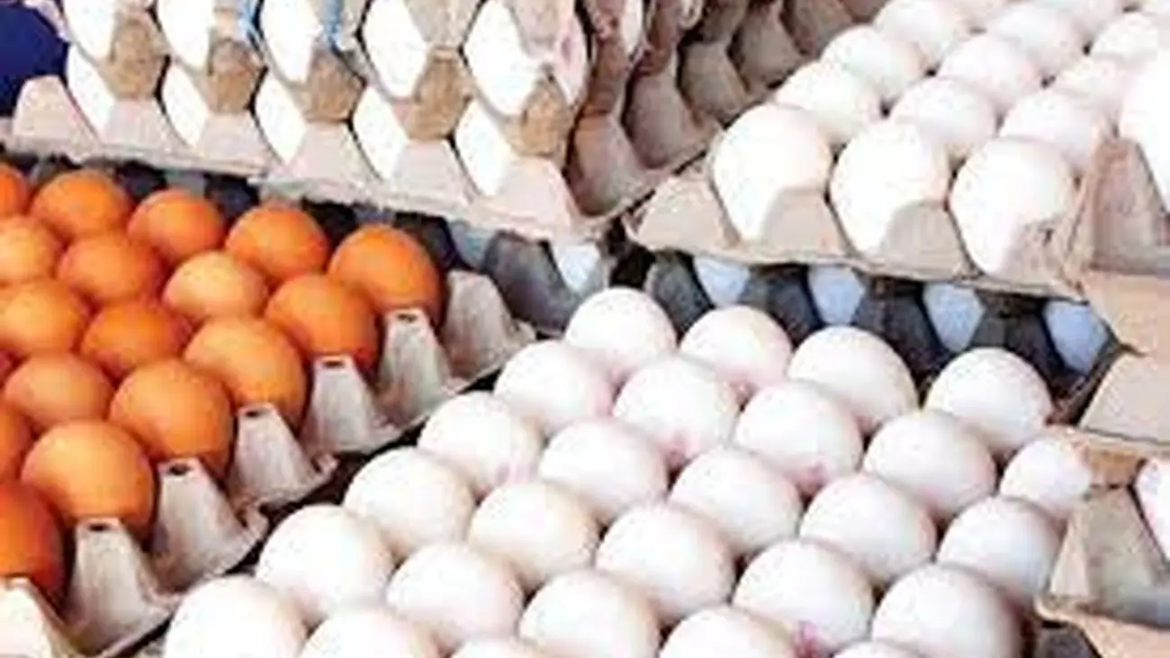 اصلاح قیمت تخممرغ برای پایداری تولید است/ چارهای جز افزایش قیمت نداشتیم!
