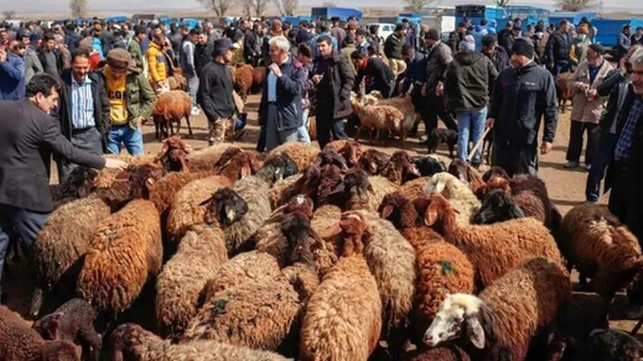 قیمت دام زنده امروز ۱۴ اسفند ۱۴۰۳ / کجا گوسفند ارزانتر است؟ +جدول