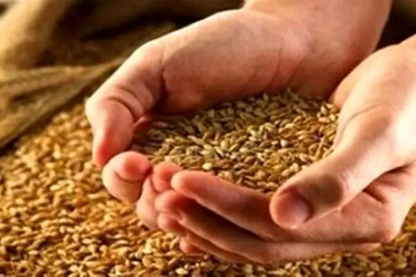 قیمت جدید گندم چه زمانی اعلام می‌شود؟