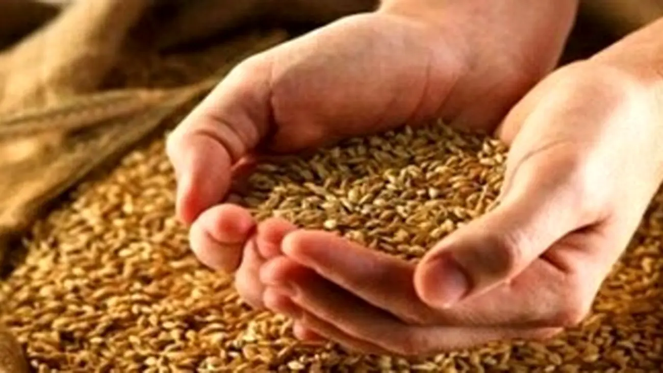 قیمت جدید گندم چه زمانی اعلام می‌شود؟