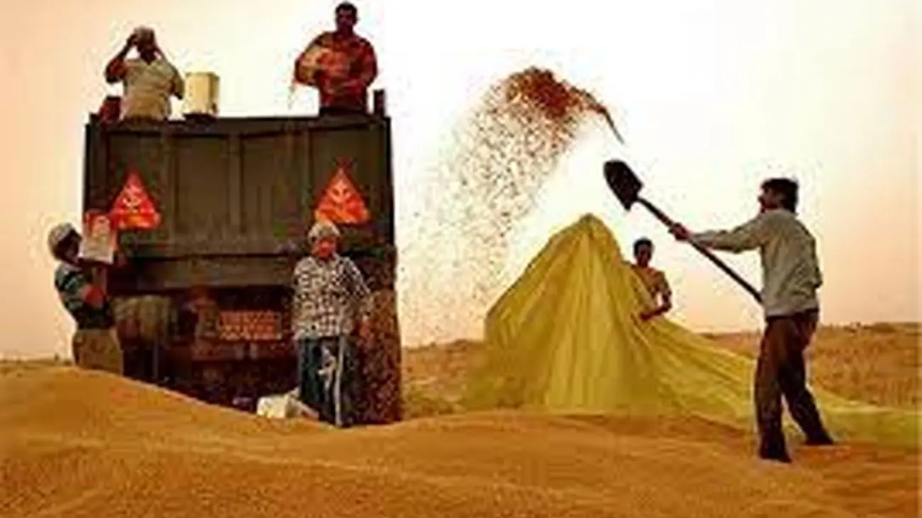 سرنوشت قیمت گندم چه می شود؟ / مخالفین کوتاه نمی آیند!
