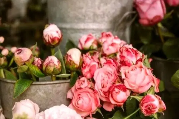 گل‌های گران‌تر از طلا؛ فاجعه قیمت‌ها در روز مادر!