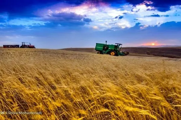 ورود بخش خصوصی به خرید تضمینی گندم