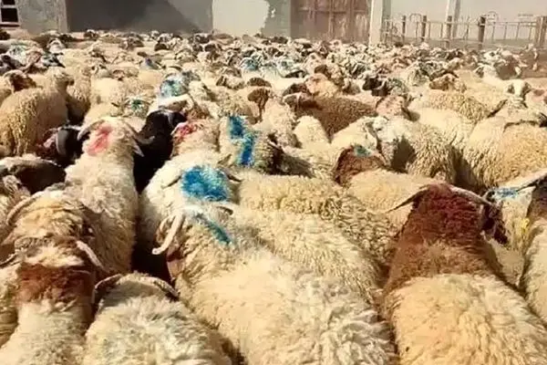 قیمت دام زنده امروز ۲۰ آذر ۱۴۰۳/  گوسفند چقدر گران‌تر شده؟ + جدول