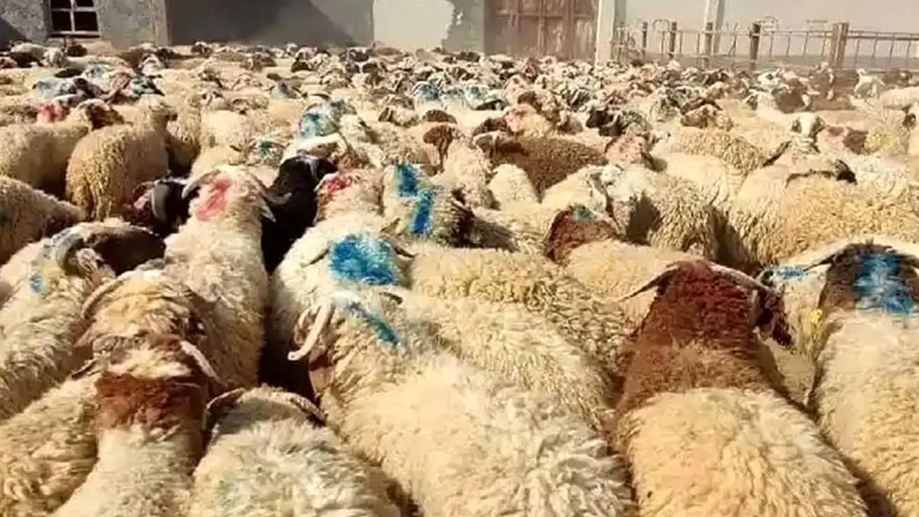 قیمت دام زنده امروز ۲۰ آذر ۱۴۰۳/ گوسفند چقدر گرانتر شده؟ + جدول