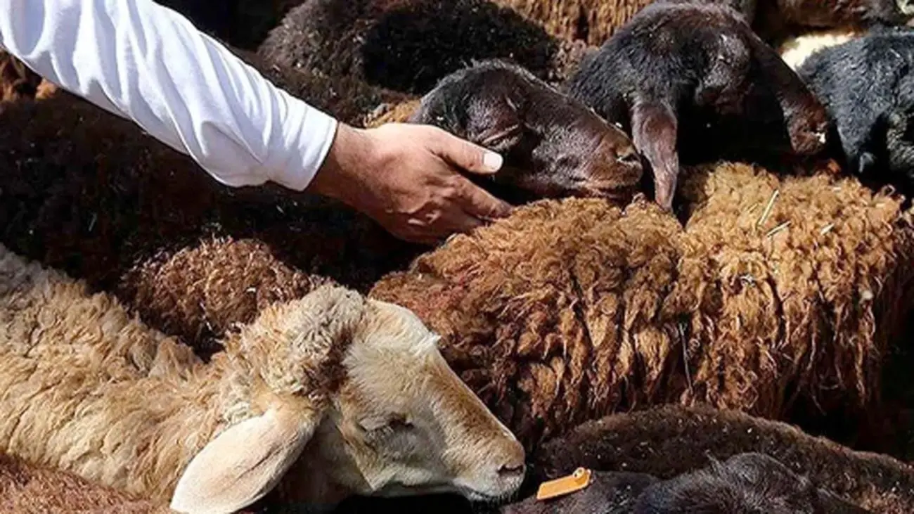 قیمت دام زنده امروز 22 خرداد ۱۴۰۴ / تهران گوی سبقت را از دیگر استانها ربود + جدول
