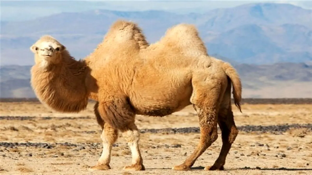 قیمت شتر چند؟