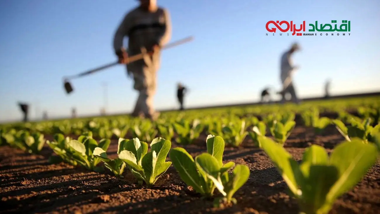 ضربه افغانستانی ها به کشاورزی تهران / عرضه محصول تقلبی در بازار + جزئیات
