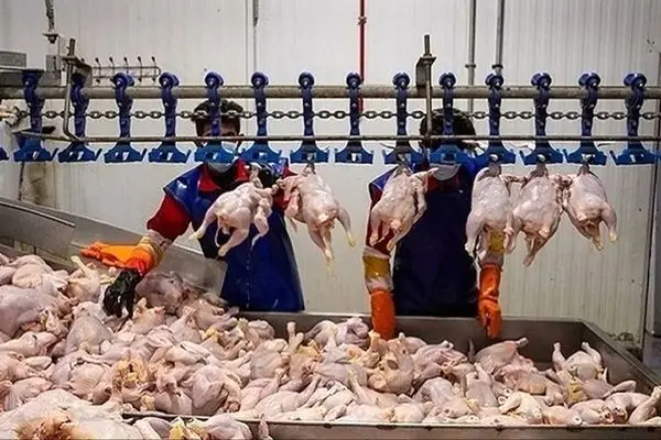 وزیر کشاورزی: قیمت مرغ ارزان‌تر می‌شود، مردم منتظر باشند!