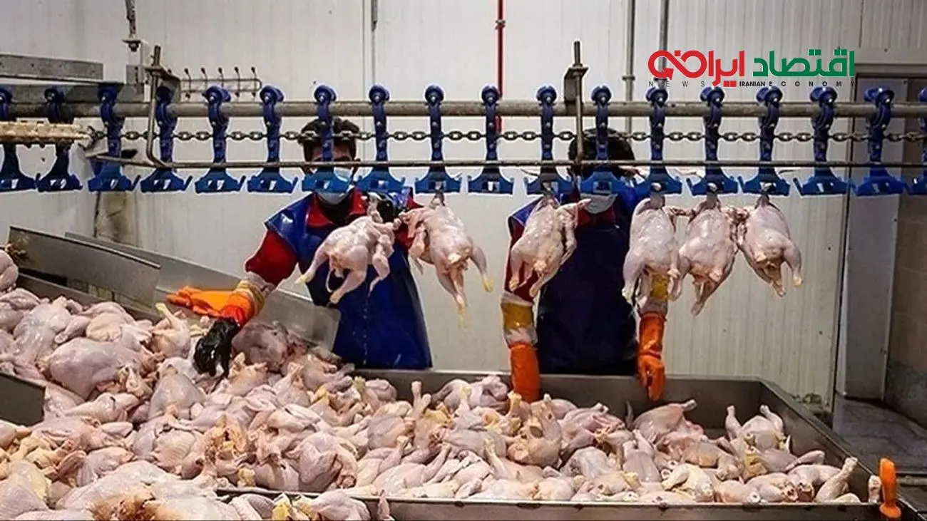 وزیر کشاورزی: قیمت مرغ ارزان‌تر می‌شود، مردم منتظر باشند!