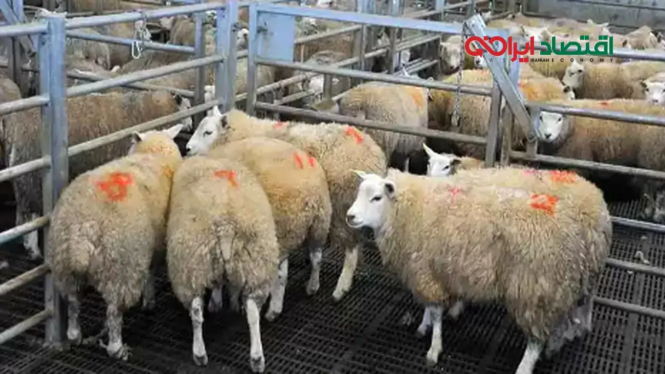 قیمت دام زنده امروز/ گوسفند و گوساله گران شدند + جدول کامل