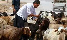 قیمت دام زنده امروز ۲۶ مهر 1404 + جدول