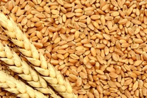 آخرین خبر از پرداخت بدهی گندمکاران و قیمت واقعی گندم