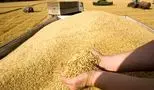 پرداخت 95 درصد مطالبات گندمکاران در سالی با افت 35 درصدی خرید گندم
