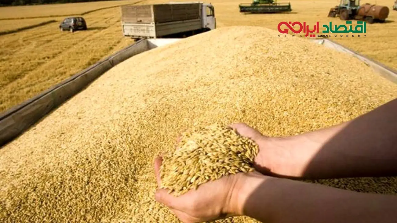 پرداخت 95 درصد مطالبات گندمکاران در سالی با افت 35 درصدی خرید گندم
