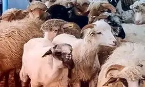 قیمت دام زنده امروز ۱۱ مرداد ۱۴۰۴ + جدول