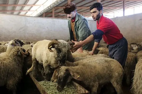 قیمت دام زنده امروز ۱۷ دی ۱۴۰۳/ گران‌ترین دام زنده در این استان ثبت شد