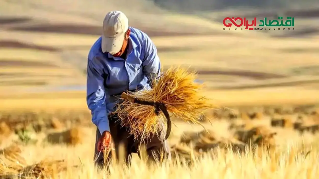 اعلام خبر داغ وزیر کشاورزی درباره قیمت خرید گندم