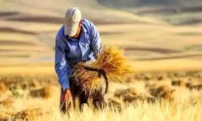 اعلام خبر داغ وزیر کشاورزی درباره قیمت خرید گندم