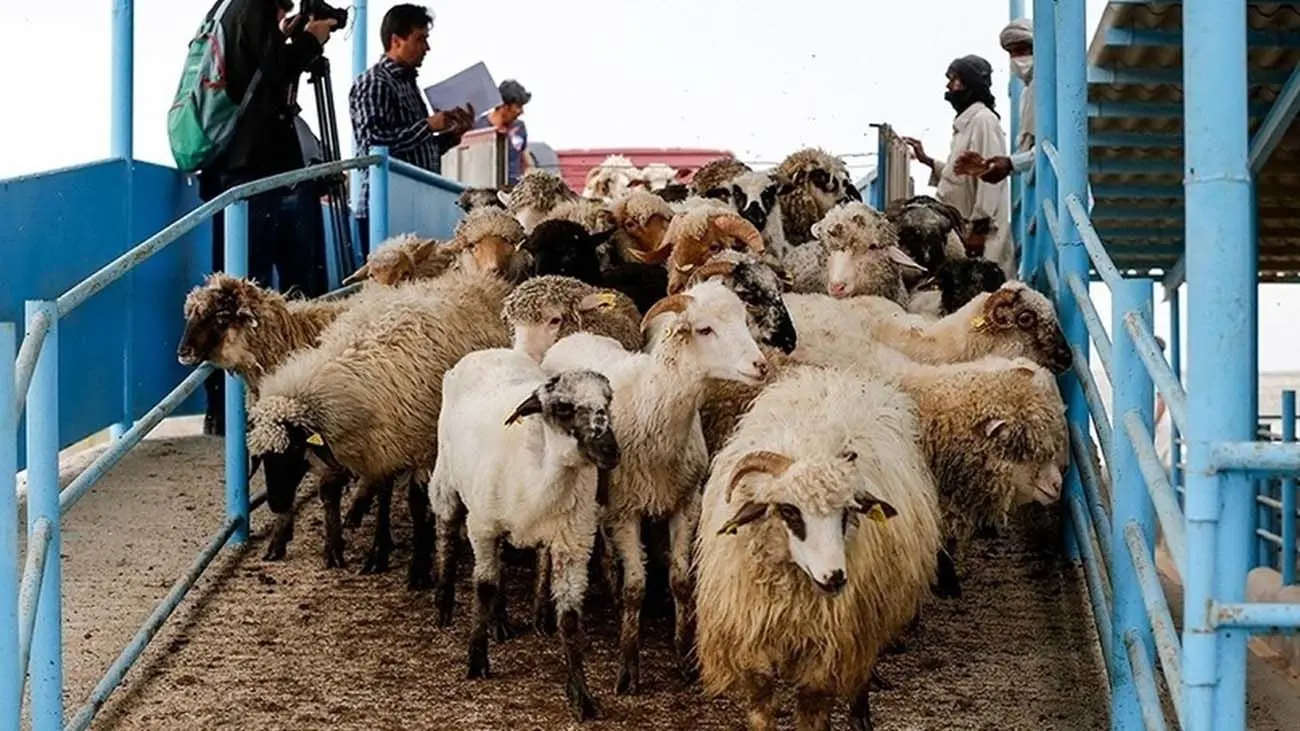 قیمت عجیب و غریب گوشت وارداتی در بازار