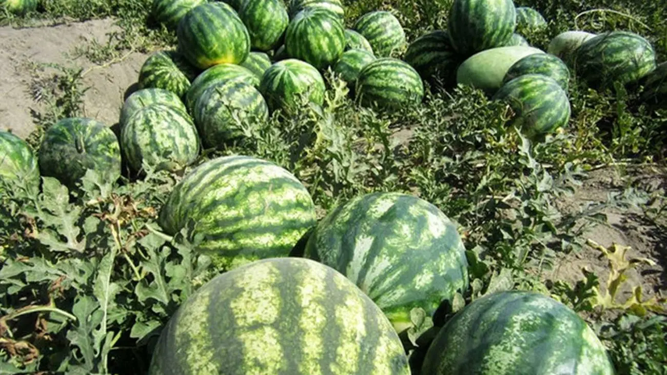 قیمت هندوانه سال آینده نجومی می شود؟