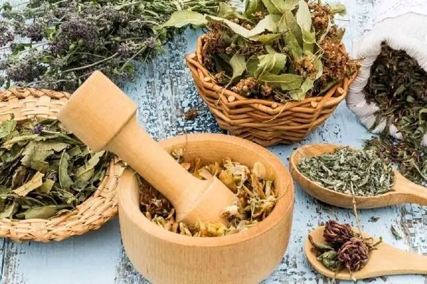 تولید گیاهان دارویی رکورد زد
