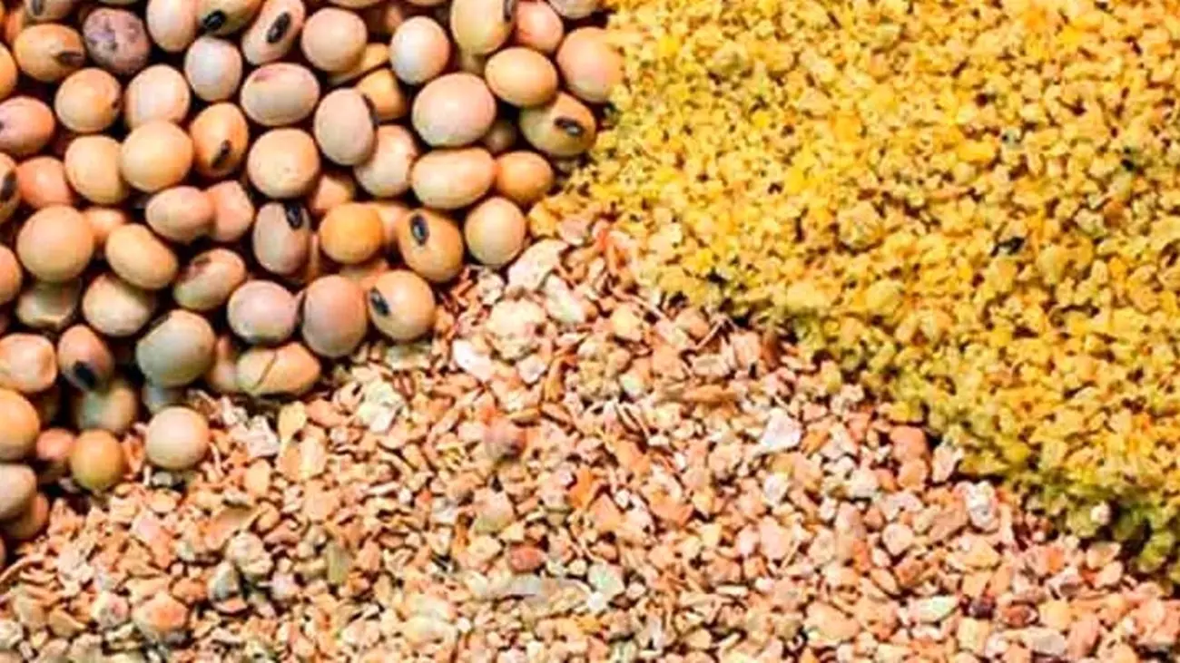هدفگذاری ۱۰۰ میلیون دلاری صادرات خوراک دام محقق میشود؟