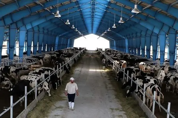 قیمت دام زنده امروز ۲۶ آبان 1404 + جدول