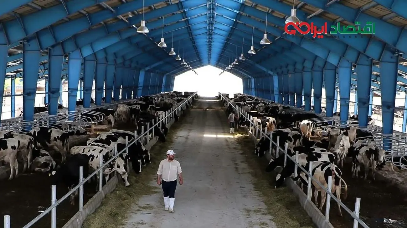 قیمت دام زنده امروز ۲۶ آبان 1404 + جدول