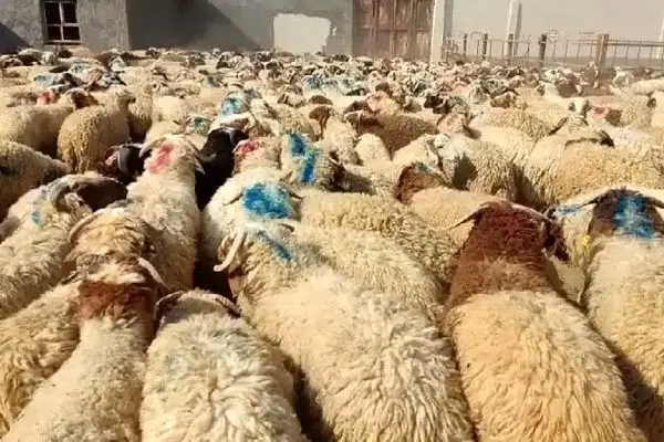 قیمت دام‌زنده در 30 آبان 1404 اعلام شد/گوسفند ارزان، گوساله گران + جدول