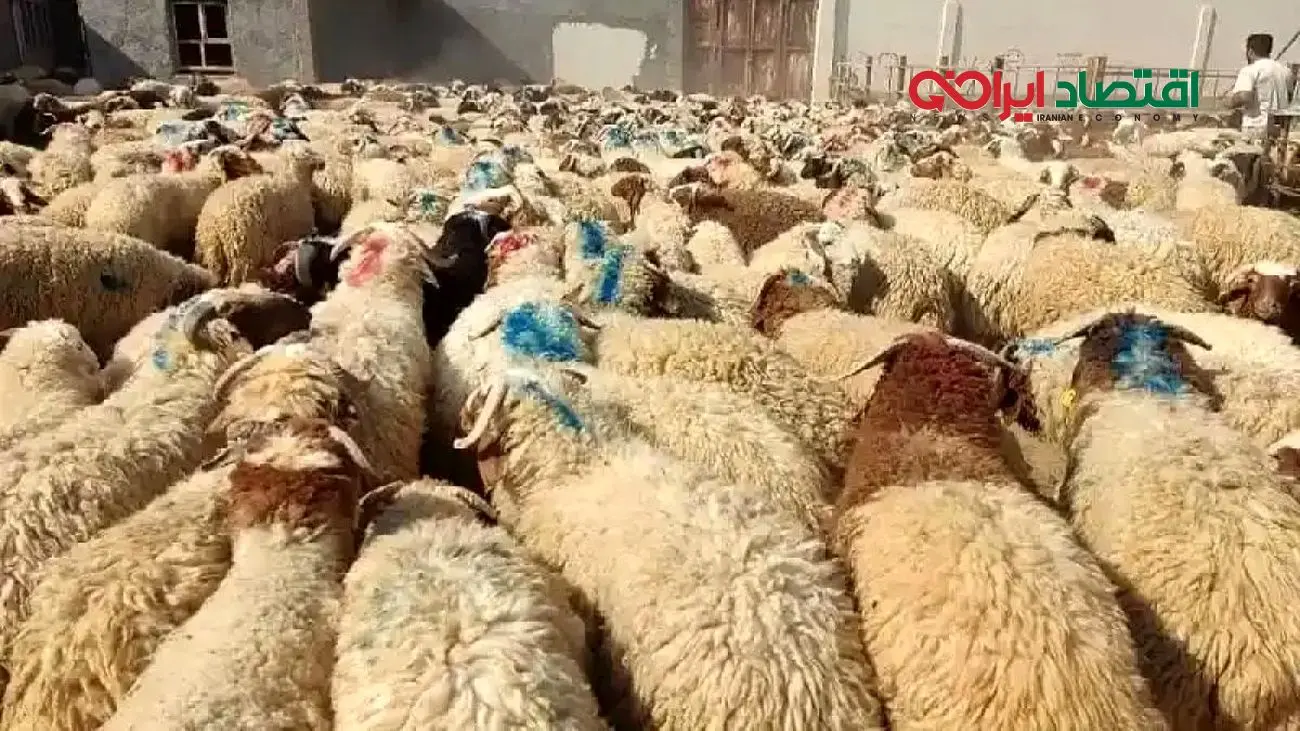 قیمت دام‌زنده در 30 آبان 1404 اعلام شد/گوسفند ارزان، گوساله گران + جدول