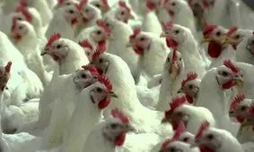 مرغ بی‌رقیب در سبد غذایی ایرانی‌ها/ هر ثانیه ۴۲ مرغ روی میز می‌آید!