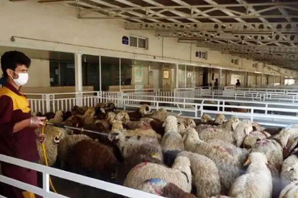 جدیدترین قیمت دام زنده امروز ۲۷ اردیبهشت ۱۴۰۴